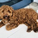 Maltipoo for sale-3