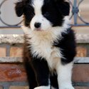 Border Collie puppy -1