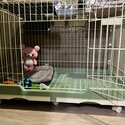 Rehomed, not available.-4