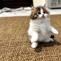 Cute and Lovable Mainecoon x Persian-1