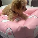 Maltipoo For sale -5