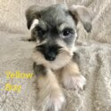 Purebred Miniature Schnauzer in Adelaide, Australia-5