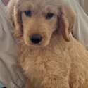 Male Puppy Goldenooble  -1