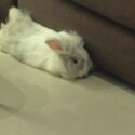 Rehome Moshi Bunny-1