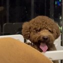 brown miniature poodle puppy-1