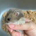 (No longer available) Winter White Dwarf Hamster-1
