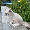 Charming Blue-Eyed Feline Companion - Siamese Mix-1