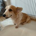 6 yrs old obedient corgi (Adopted)-0