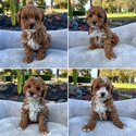 Shiba Inu Puppies for adoption -5