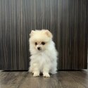 Male Pomeranian $2200 83322235 WS-2