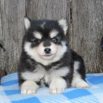 Charming Pomsky puppies 