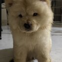 Chow Chow puppy-1