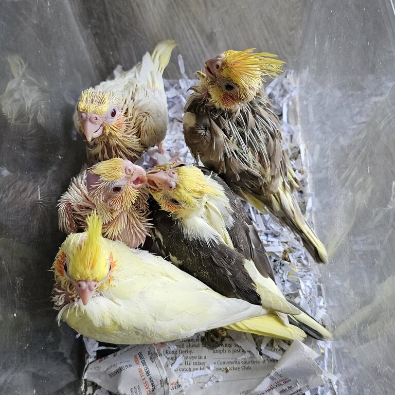 Baby cockatiels