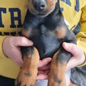 Stunning European Dobermann Puppies ready for a new home.-1