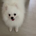 Pomeranian for sale-0