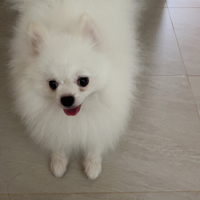 Pomeranian for sale