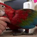 Fully Home Tamed Macaw Parrot Ready for new home-3