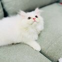 Pedigree British Long Hair Kitten Pure White Pink Paw Looking For New Home,-0