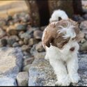 Shihtzu Puppies and Adults for adoption -3