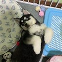 4 mth pomsky for rehoming! -1