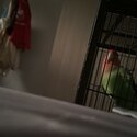 Free Lovebird-0