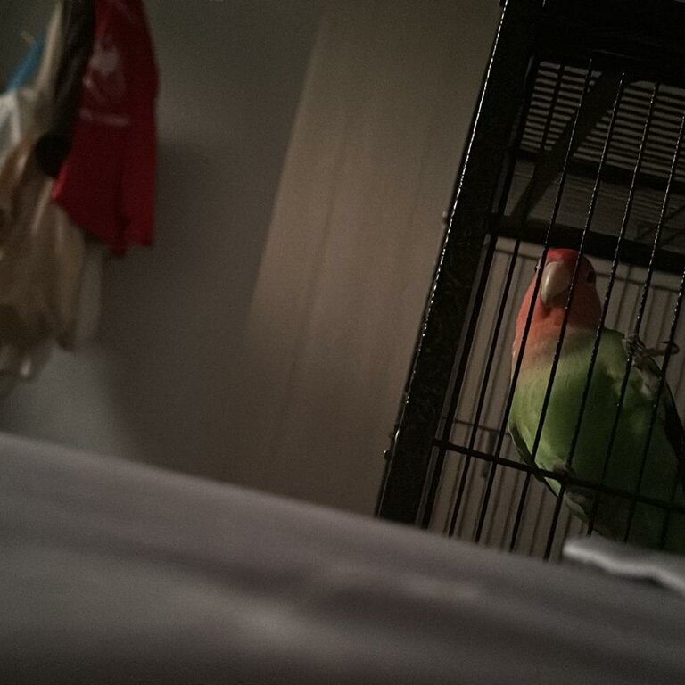 Free Lovebird