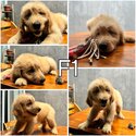 Adorable Golden Doodle puppies seeking loving homes! -4