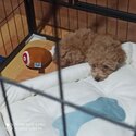 3 months male poodle -4