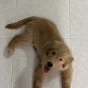 Male Golden Retriever Puppy-1