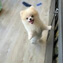 Mini Pomeranian for sale -2