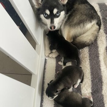 OUTSTANDING BLUE EYE TINY POMSKY PUPS