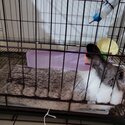 Loving silver white female rabbit 1 yrs old-0