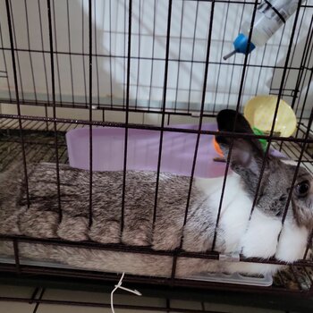 Loving silver white female rabbit 1 yrs old