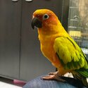 Sun Conure-0