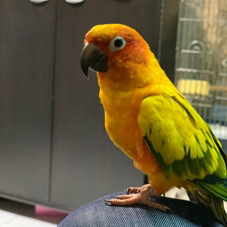 Sun Conure