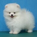 Pomeranian Puppies Available-0