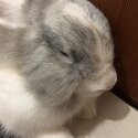 Rehome Moshi Bunny-0