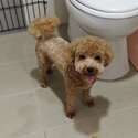 Rehome Maltipoo -1