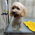 9 Months Old Sweet Cavapoo Puppy-2