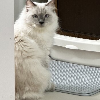 Ragdoll for Rehome