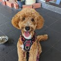 Affectionate &amp; adorable cavapoo-0