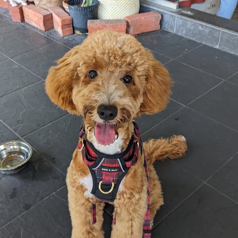 Affectionate &amp; adorable cavapoo