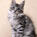 Maine Coon Kittens for Sale – Purebred & Adorable WhatsApp: +601128256530 