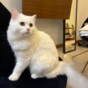 Persian/Scottish fold cuddly cat for sale-3