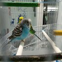 1 pair of Parakeet for sale-0