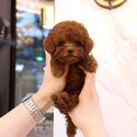 Beautiful Teacup Poodle dogs for sale Singapore