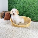 Maltipoo Puppies for Sale The Lovely Pets-0