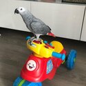 Beautiful talking African Grey Parrots Available-2