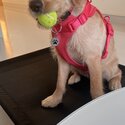 Mini Goldendoodle for adoption-2