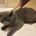 Pure Bred British Shorthair-1